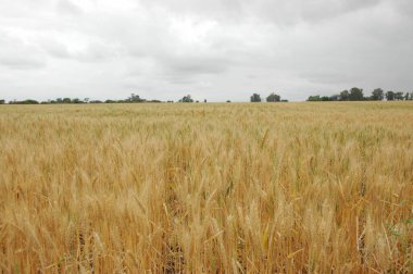 Kuzey Arjantin 'deki altın buğday tarlaları