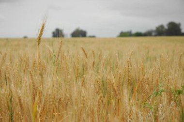 Kuzey Arjantin 'deki altın buğday tarlaları