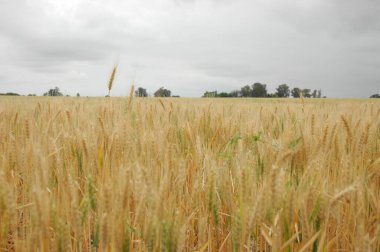 Kuzey Arjantin 'deki altın buğday tarlaları