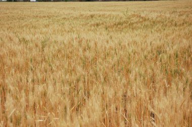 Kuzey Arjantin 'deki altın buğday tarlaları