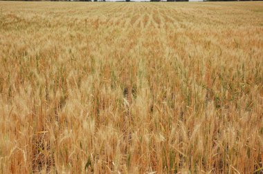 Kuzey Arjantin 'deki altın buğday tarlaları