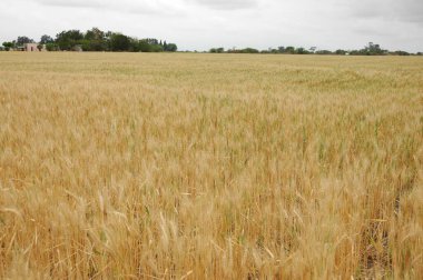 Kuzey Arjantin 'deki altın buğday tarlaları