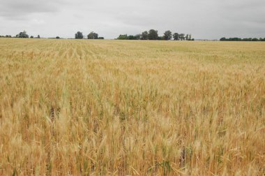 Kuzey Arjantin 'deki altın buğday tarlaları
