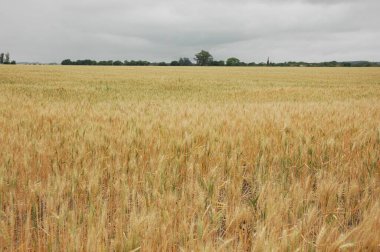 Kuzey Arjantin 'deki altın buğday tarlaları