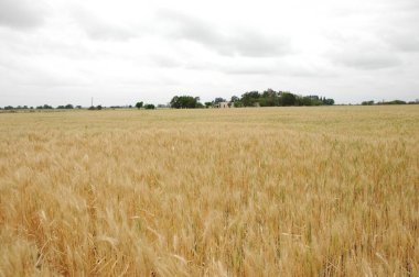 Kuzey Arjantin 'deki altın buğday tarlaları