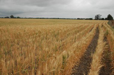 Kuzey Arjantin 'deki altın buğday tarlaları