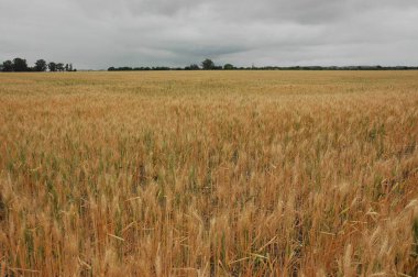 Kuzey Arjantin 'deki altın buğday tarlaları