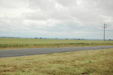 Kuzey Arjantin 'deki altın buğday tarlaları