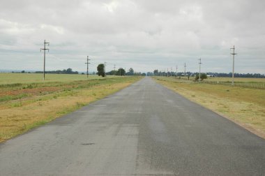 Kuzey Arjantin 'deki altın buğday tarlaları