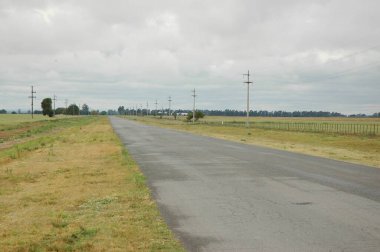 Kuzey Arjantin 'deki altın buğday tarlaları