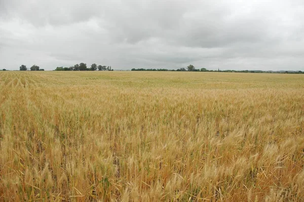 Kuzey Arjantin 'deki altın buğday tarlaları