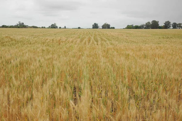 Kuzey Arjantin 'deki altın buğday tarlaları