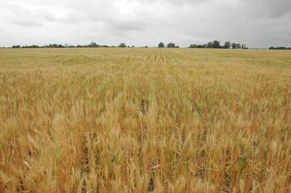 Kuzey Arjantin 'deki altın buğday tarlaları