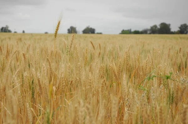 Kuzey Arjantin 'deki altın buğday tarlaları