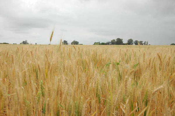 Kuzey Arjantin 'deki altın buğday tarlaları