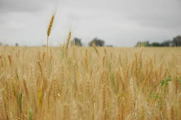 Kuzey Arjantin 'deki altın buğday tarlaları