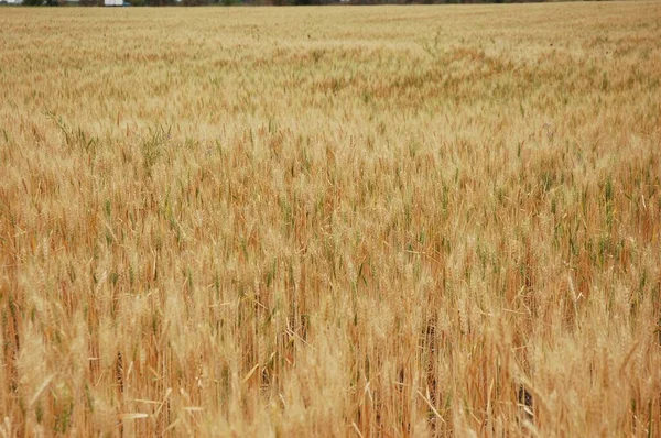 Kuzey Arjantin 'deki altın buğday tarlaları