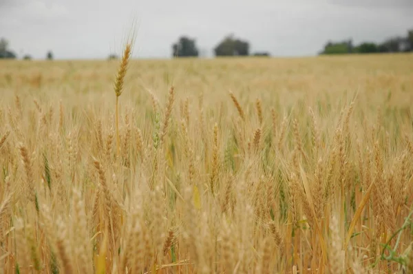 Kuzey Arjantin 'deki altın buğday tarlaları