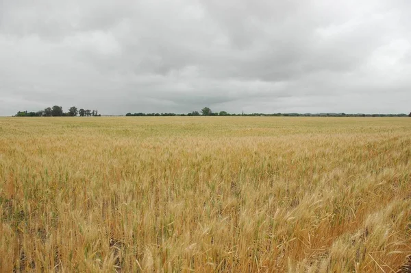 Поля Золотой Пшеницы Северной Аргентины — стоковое фото