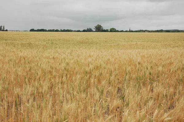 Kuzey Arjantin 'deki altın buğday tarlaları