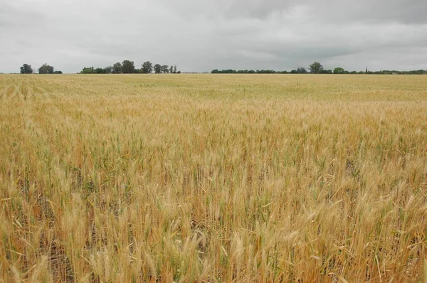 Kuzey Arjantin 'deki altın buğday tarlaları