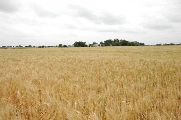 Kuzey Arjantin 'deki altın buğday tarlaları