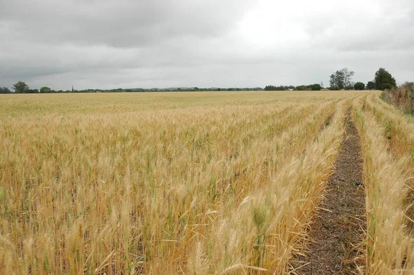 Kuzey Arjantin 'deki altın buğday tarlaları