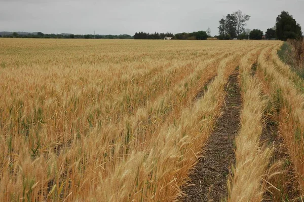 Kuzey Arjantin 'deki altın buğday tarlaları