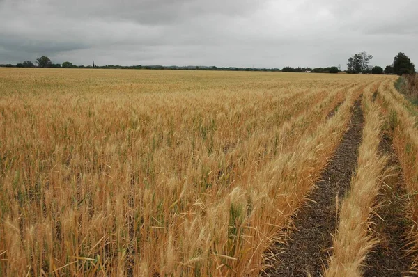 Kuzey Arjantin 'deki altın buğday tarlaları