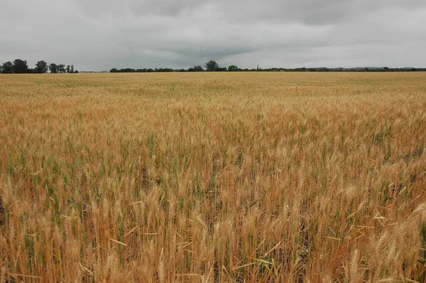 Kuzey Arjantin 'deki altın buğday tarlaları