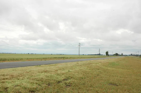 Kuzey Arjantin 'deki altın buğday tarlaları