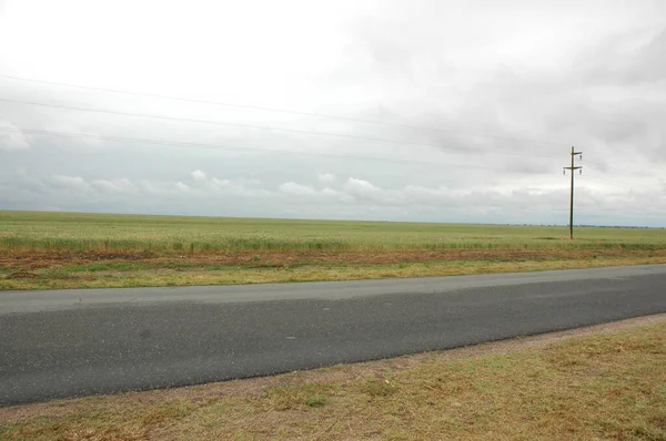Kuzey Arjantin 'deki altın buğday tarlaları