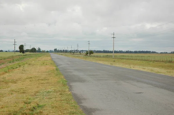 Kuzey Arjantin 'deki altın buğday tarlaları
