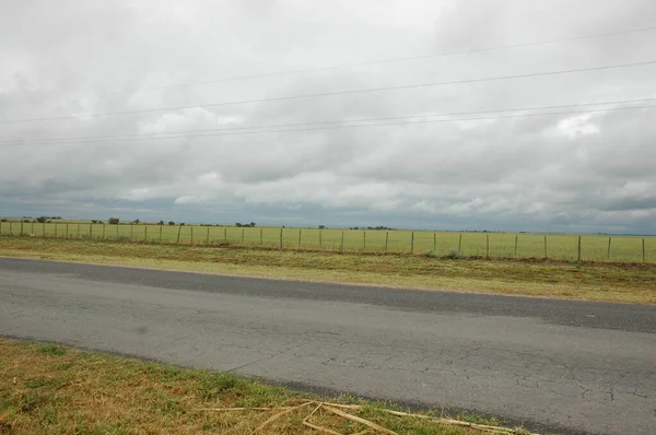 Kuzey Arjantin 'deki altın buğday tarlaları