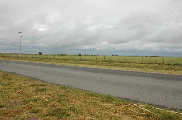 Kuzey Arjantin 'deki altın buğday tarlaları