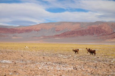 Arjantin Puna 'nın inanılmaz volkanik ve çöl manzarası