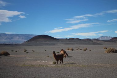 Incredible volcanic and desert landscape of the Argentine Puna