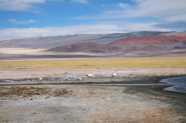Arjantin Puna 'nın inanılmaz volkanik ve çöl manzarası