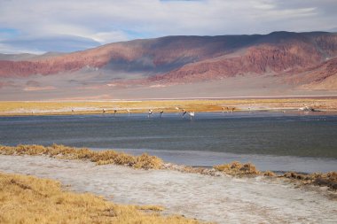 Arjantin Puna 'nın inanılmaz volkanik ve çöl manzarası