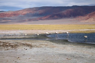 Arjantin Puna 'nın inanılmaz volkanik ve çöl manzarası