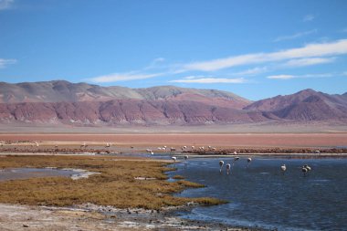 Arjantin Puna 'nın inanılmaz volkanik ve çöl manzarası