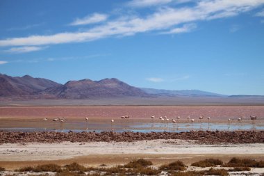 Arjantin Puna 'nın inanılmaz volkanik ve çöl manzarası