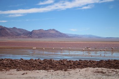 Arjantin Puna 'nın inanılmaz volkanik ve çöl manzarası
