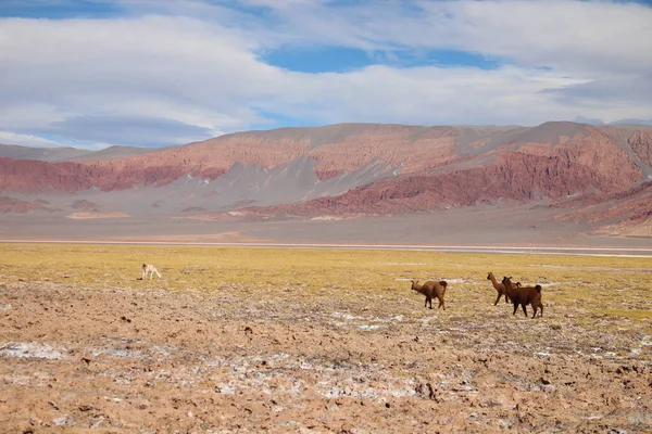 Arjantin Puna 'nın inanılmaz volkanik ve çöl manzarası