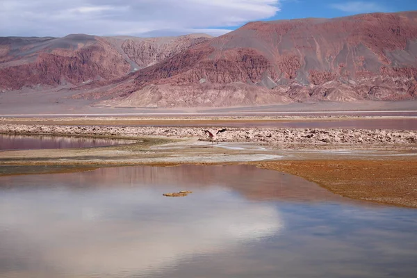 Arjantin Puna 'nın inanılmaz volkanik ve çöl manzarası