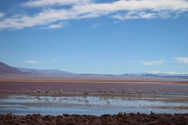 Incredible Volcanic Desert Landscape Argentine Puna — Stockfoto