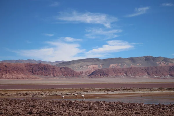 Incredible Volcanic Desert Landscape Argentine Puna — 스톡 사진