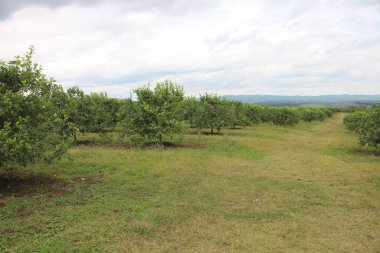 Arjantin 'in kuzeybatısındaki narenciye tarlası