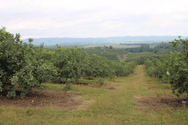 Arjantin 'in kuzeybatısındaki narenciye tarlası