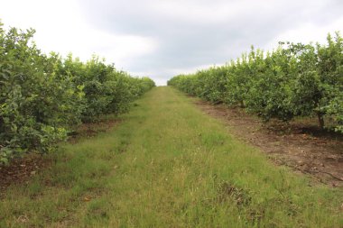 Arjantin 'in kuzeybatısındaki narenciye tarlası